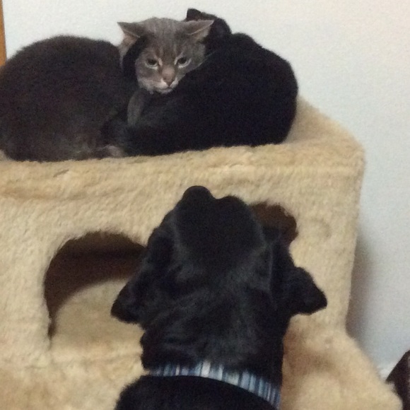 eBay.com/str/kjsdistribution (4 nonposh Items) - Picture 2 of 8